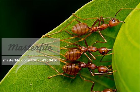 red ants team work in building home