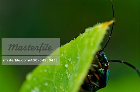 hide jewel beetle in green nature or in garden