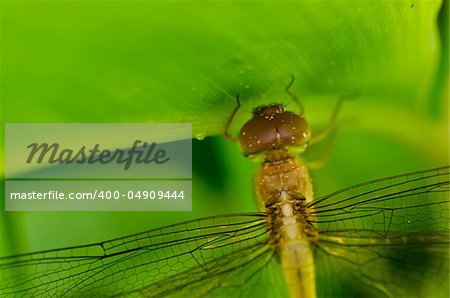 fresh dragonfly in green nature or in garden