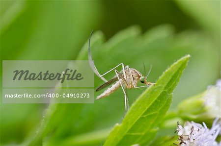 white mosquito in green nature or in forest