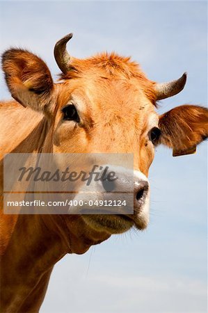 Portrait of a Dutch cow