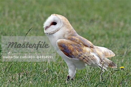 a stunning owl bird of prey