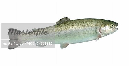 alive rainbow trout on white background