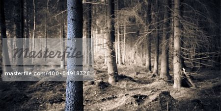 Spooky blue forest with dry trees