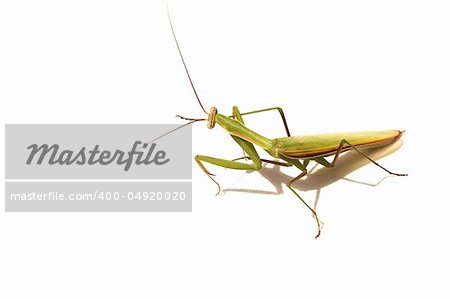 beetle  walking-sticks on isolated white background macro close-up photo