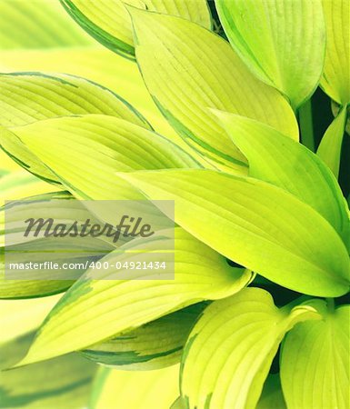 Spring background with leaves of a hosta