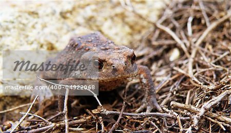 closeup macro detail of brown frog in forest