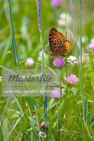 A monarch butterfly on a clover in a field in Cades Cove, Smoky Mountains, Tennessee