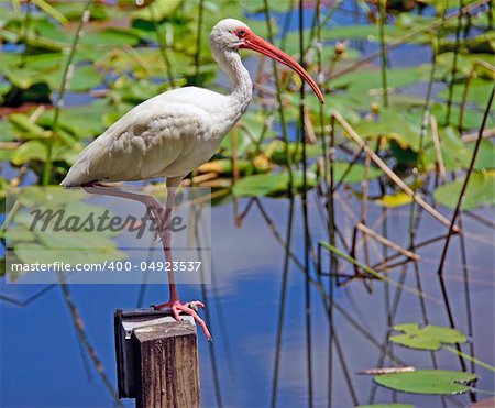 White Ibis on a post surrounded by lily pads