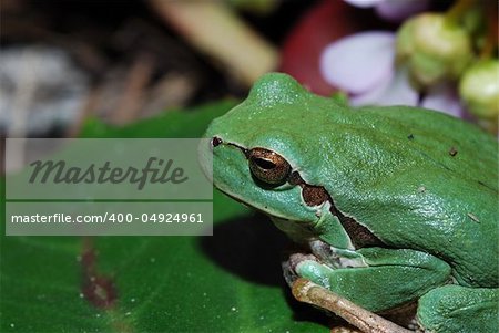close-up of a green tree frog close