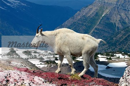 Mountain Goat (Oreamnos americanus) at Sperry Glacier in Glacier National Park - Montana.