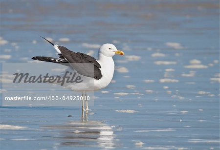 A Kelp Gull standing on the shoreline of Africa