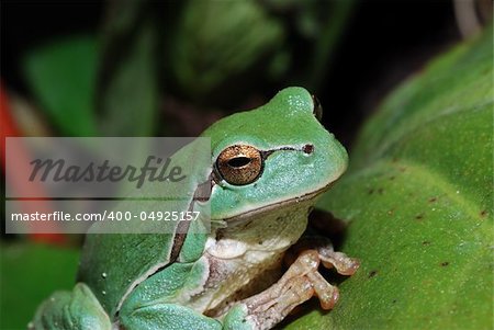 close up of a little green frog sits on a leaf