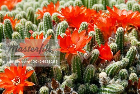 blooming flowers of Red Torch Cactus, Echinopsis huascha