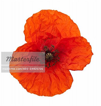 Red poppy close up isolated on white