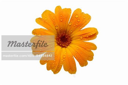 macro of a yellow gerber daisy with water droplets on the petals