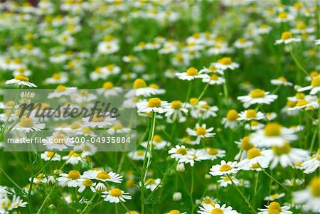Wild daisies chamomile growing in a green meadow
