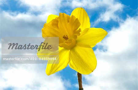 daffodil against cloudy sky