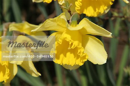 Multiple yellow Daffodil's in a flower bed.