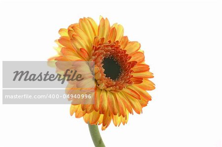 gerber; daisy; flower; yellow; macro; closeup; close; up; detail; details; petals; isolated; over; white; background; garden; gardening; nature; beauty; beautiful; colors; spring; summer; sunshine; pretty; botany; botanical; rain; water; drops; droplets; wet; leaf; love; sunny; sun; blur; copyspace; three