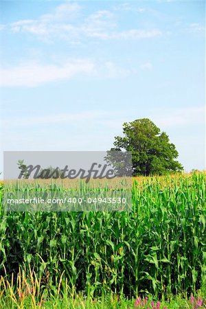 Tall green corn growing in a field