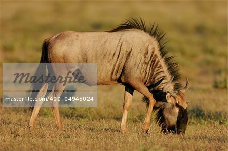 A young blue wildebeest (Connochaetes taurinus), Etosha National Park, Namibia