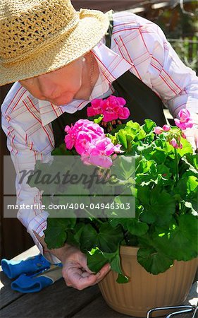 Senior woman with a pot of geranuim flowers in her garden, focus on flowers