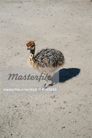 Young ostrich birds in the farm