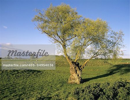 landscape with willow tree motte and bailey earthwork yelden bedfordshire england uk europe