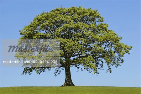 Oak tree in leaf in a field in spring,  standing alone on the horizon.  Set against a clear blue sky.