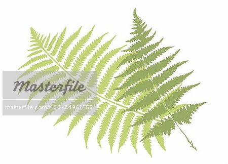 fern leaves, vector illustration