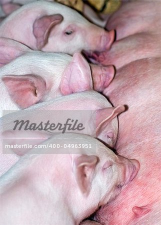 A row of small piglets suckling