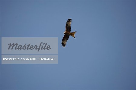 Merlin falcon in flight