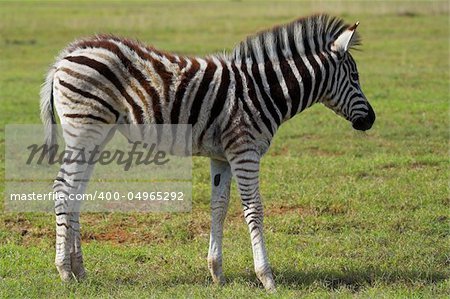 Zebra fawn on the grass plains of Africa