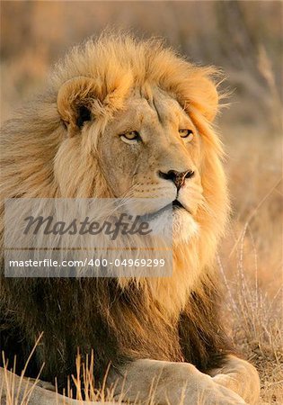 Portrait of a big male lion, South Africa