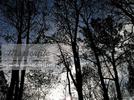 Beams through trees