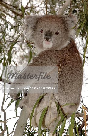 This Koala is a wild koala, which visited our back garden in the Adelaide hills during a birthday celebration.