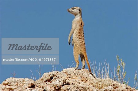 Alert suricate (meerkat) on the lookout, Kalahari, South Africa