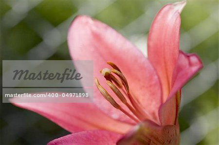 A close up detail of the stamens on a red day lily.