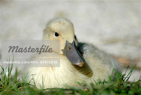 A young duck.