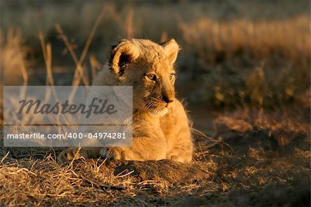 A young lion cub sitting, South Africa