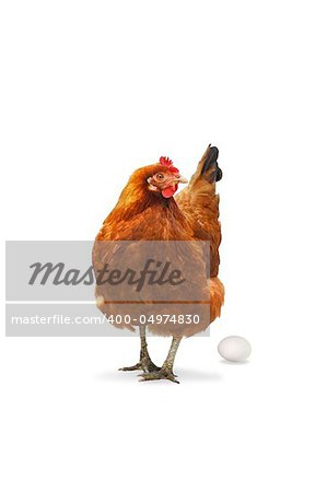 Chicken isolated on white