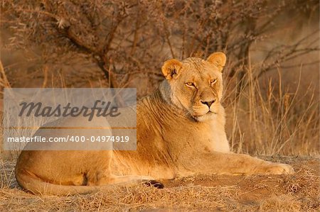 Lioness lying down in early morning light, South Africa