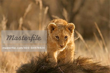 Lion cub climbing on the head of his father, South Africa