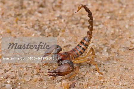 Aggressive scorpion in defensive position, Kalahari, South Africa