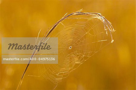 Spider web on a straw