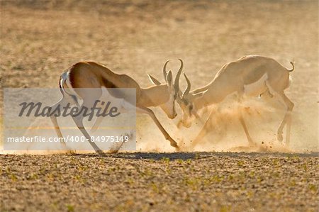 Two male springbuck fighting for territory, Kalahari, South Africa