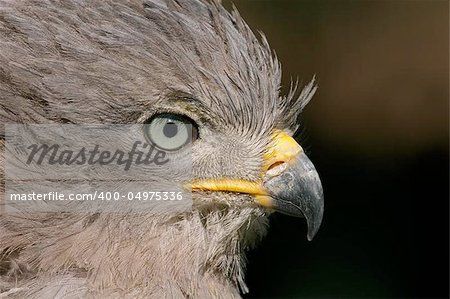 Close-up portrait of an eagle, South Africa