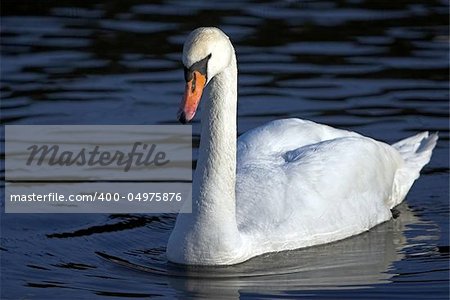 swan