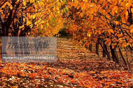pathway in autumn